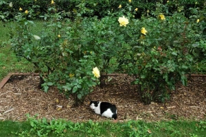 日比谷公園の白黒猫と花 薔薇 (バラ)