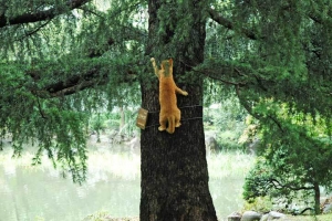 木登り猫 日比谷公園の茶トラ猫 ヒマラヤスギ