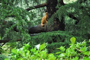 木登り猫 日比谷公園の茶トラ猫 ヒマラヤスギ
