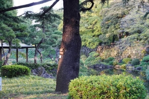 日比谷公園 太い枝を失った心字池のヒマラヤスギ