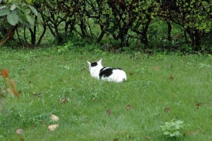 日比谷公園の白黒猫