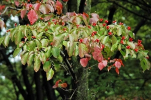 日比谷公園の茶トラ猫とハナミズキ紅葉と実