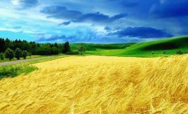ウクライナの穀倉地帯