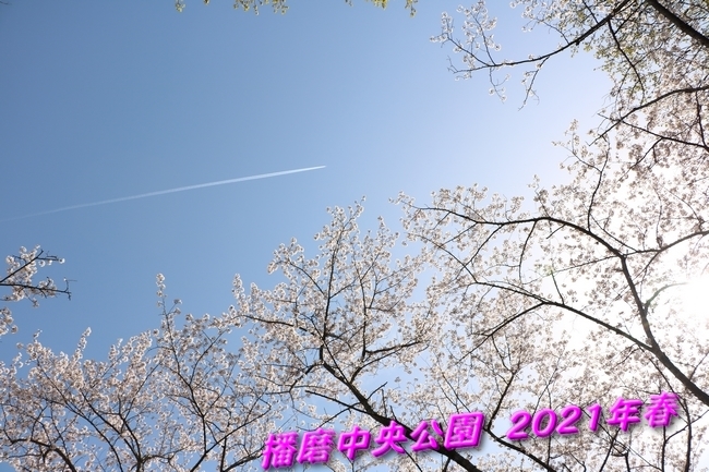 IMG_2630桜と飛行機雲