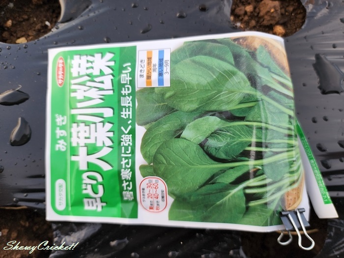 2022-09-18小松菜 (1)