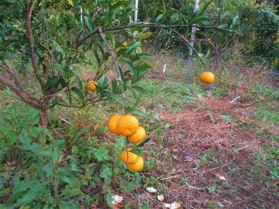211025空き地の柑橘