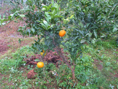 211025畑の色づく柑橘