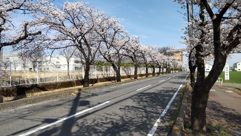 地元の桜④桜並木道2204