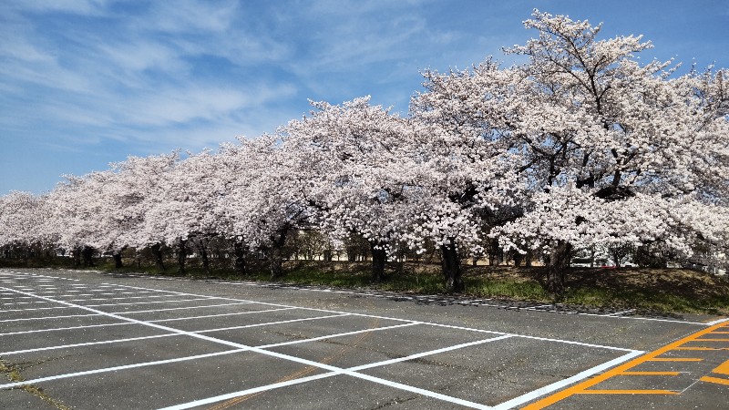 地元の桜⑤駐車場2204