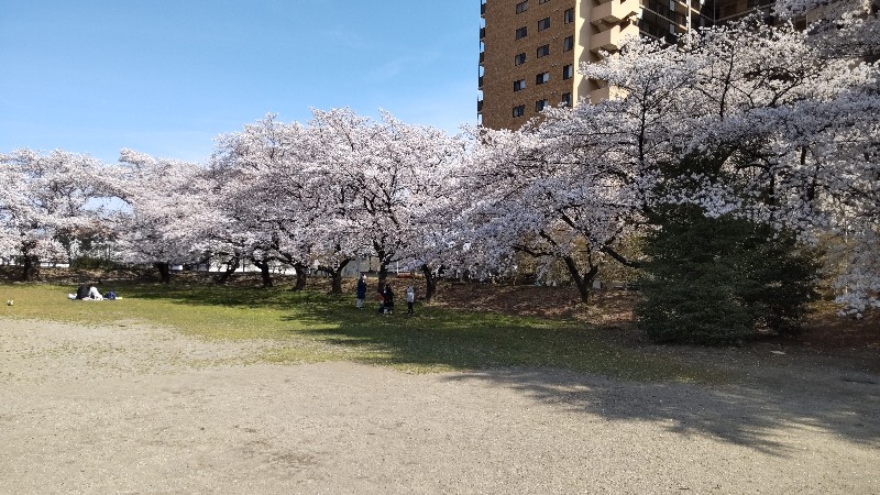 地元の桜⑥広場2204