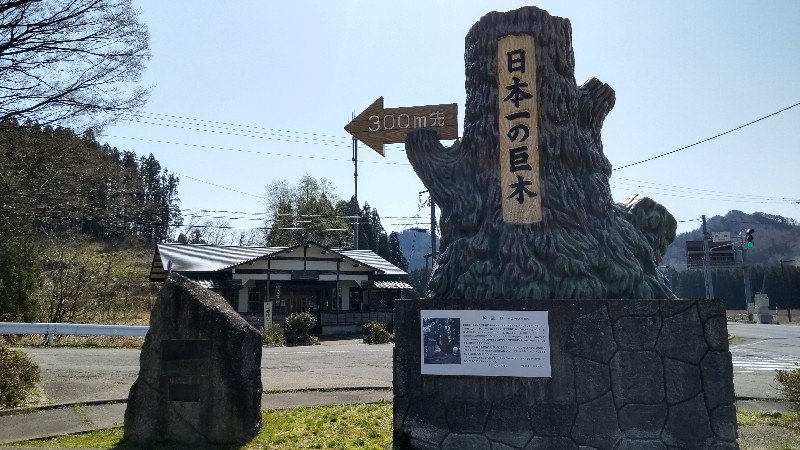 道の駅みかわ③日本一の巨木2204