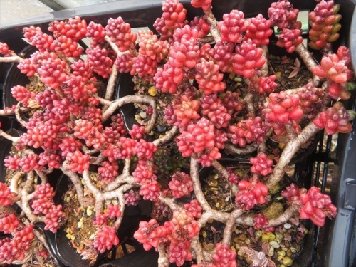 セダム　玉連（Sedum furfuraseum)寒さに強く真冬に真っ赤かなセダム多肉植物♪2022.03.02