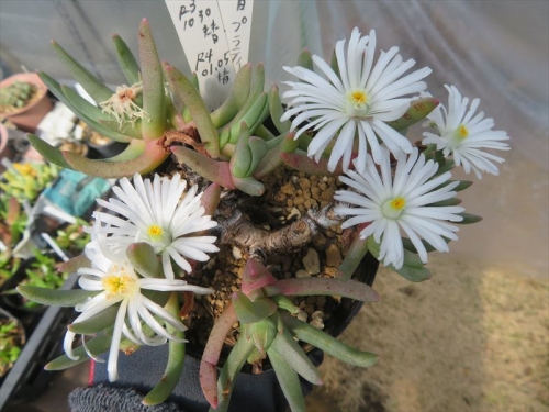 エブラクテオラ　ウィルマニアエ（Ebracteola wilmaniae)白花、同時開花中♪2022.03.04