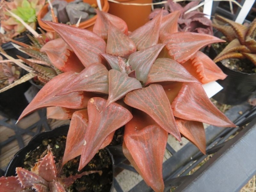 ハオルチア 紋寿×唐草コンプト（Haworthia comptoniana Hybrid) 棚下でも赤く紅葉しています♪2022.03.07