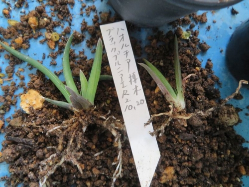 ハオルチア ブラックブルニアエ（Haorthia blackburniae)2020.10.20、挿し木苗、根が生えています。2022.03.07