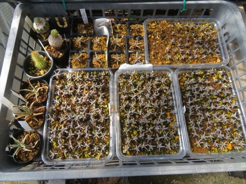 レウクテンベルギア晃山(Leuchtenbergia principis)、2017年の冷蔵庫保存、自家採取種子を2020.09.22にまいておきました。最近よく乾くので水やりしています。2022.03.15