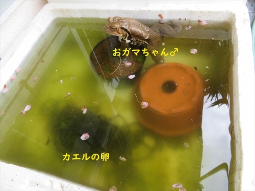 ガマカエルちゃんは♀１、♂２匹来てメダカ水槽に出たり入ったりして産卵しました。2022.03.20
