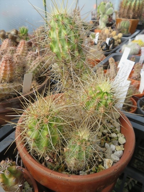 エキノケレウス ニコリイ(Echinocereus nicholii),原産地：アメリカ アリゾナ州中南部、メキシコ辺り。ピンク系の大輪花、大型群生するようです。2022.03.24