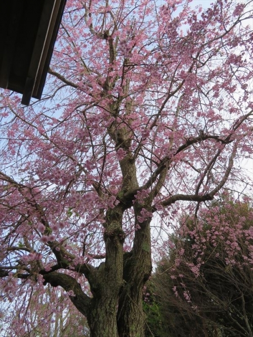 ２０２２年３月春お彼岸お墓参り、花冷えの晴れ間しだれ桜がキレイでした。