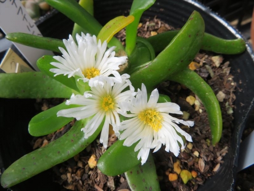 グロッチフィルム不明種 白花（Glottiphyllum sp. white　flower) 昨年12月も開花していました。春秋成長開花するようです。2022.03.31