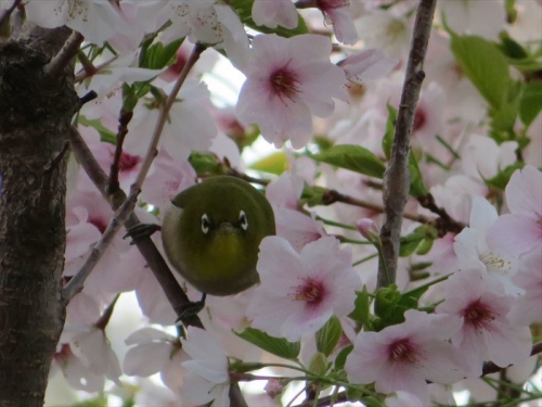 メジロちゃん＆山桜満開♪花を食べているようです。2022.04.02