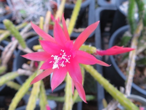 アポロカクタス メラニー（Aporocactus Melanie)(赤花）中央アメリカ、メキシコ、着生サボテン、屋外、無加温、簡易ビニールハウスで冬越しできました。開花し始め～。2022.04.16