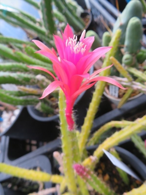 アポロカクタス メラニー（Aporocactus Melanie)(赤花）中央アメリカ、メキシコ、着生サボテン、屋外、無加温、簡易ビニールハウスで冬越しできました。花芽上り始め～。2022.04.16