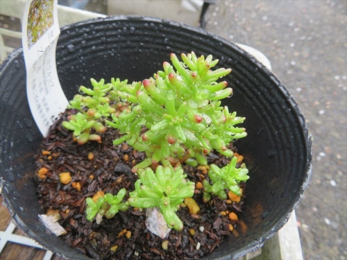 セダム カウルレア（Sedum caeruleum)昨年の生き残り、こぼれ種実生苗を植え替えておきました。2022.04.17
