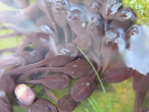 アズマヒキカエルのおガマさん♪我が家のメダカ水槽で２回産卵日（2022.03.17、2022.03.27)孵化してオタマジャクシ生きて育っています。202204.24