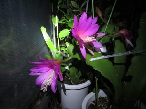 クジャクサボテン ピンク花、夜開花し始め、昼枯れるまで、雨曇り夜でも咲いています。2022.04.29