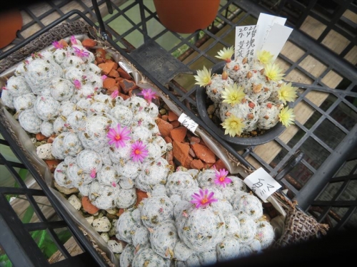 マミラリア デュエイ Mammillaria duwei　クリーム黄色花、右、マミラリア 姫春星（ピンク花）左、大きさ的にはこんな感じです。2022.05.08
