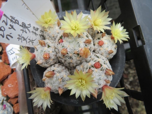 マミラリア デュエイ Mammillaria duwei　クリーム黄色花。2022.05.08