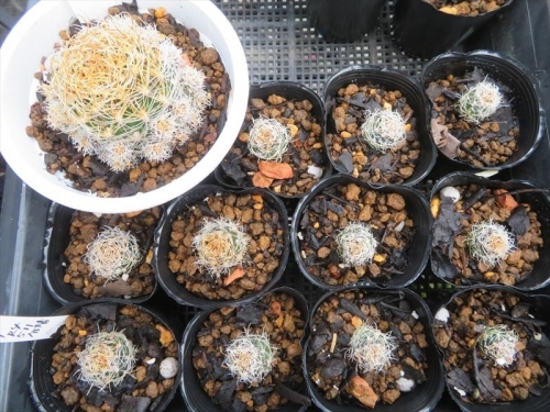 エキノプシス スキエリアーナ、Echinopsis schieliana var. longispina 原産地：ボリビア南米、前Lobivia属　子だらけなので取り植え替え分けしました。2022.05.11