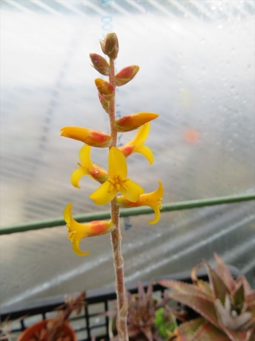 ディッキア コリスタミネア　Dyckia choristaminea 黄色オレンジの可愛い花♪2022.05.31