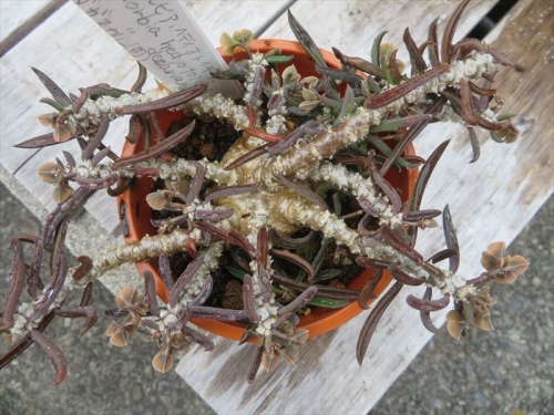 ユーフォルビア　キリンドフォリア　ツベリフェラ　Euphorbia cylindrifolia tuberifera マダガスカル産、下を向いて咲くくすんだ、地味花ですがごつごつした枝と塊根が肉らしく素敵です。2022.05.31