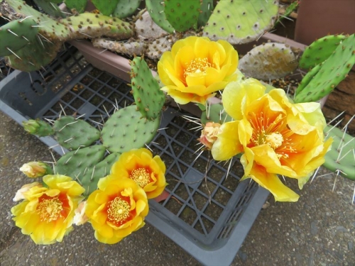 刺縮団扇 Opuntia fumifusa 花芯が赤オレンジ色の黄色花♪2022.06.07