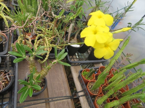 パキポディウム ロスラツム　Pachypodium rosulatum マダガスカル南西部原産地、開花中～2022.06.13