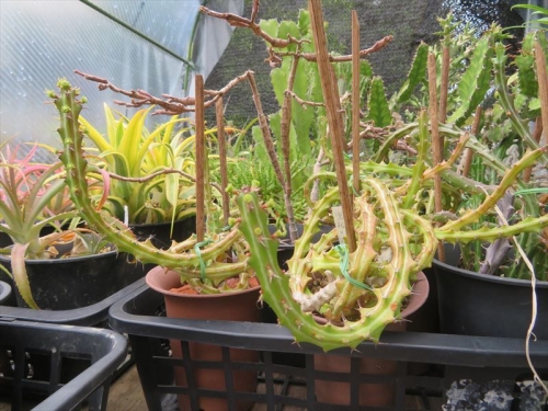 ユーフォルビア クンチー Euphorbia knuthii 狗奴子（クナコ）キリン、巌流島、南アフリカ原産2022.06.16