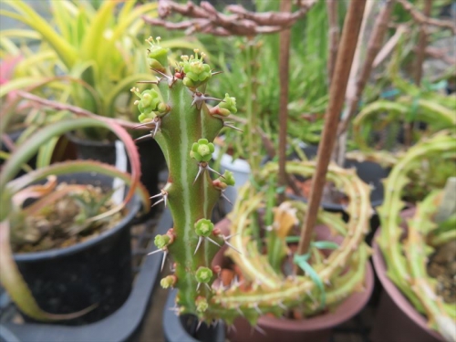 ユーフォルビア クンチー Euphorbia knuthii 狗奴子（クナコ）キリン、巌流島、南アフリカ原産2022.06.16