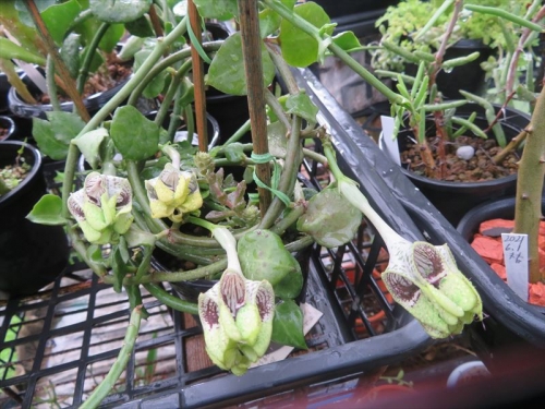 セロペギア ラディカンス亜種スミジー Ceropegia radicans ssp. sumithii 花は斑で紫黄緑、５室に分かれている珍花。2022.06.27