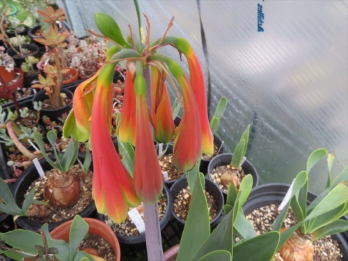 キルタンサス オブリクス Cyrtanthus obliquus ジャイアント キルタンサス グラデーションカラーの美花、水やりに行くともう開花していました＼(^o^)／♪2022.06.28
