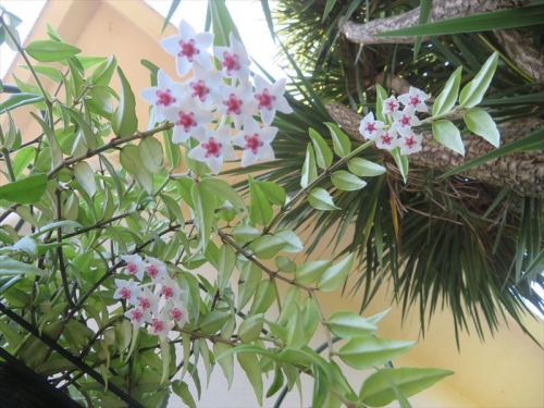 ホヤ ベラ Hoya lanceolata ssp. bella 木陰の風通し良い場所で酷く乾きすぎないように葉水しています。2022.07.01
