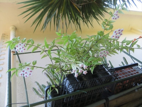 ホヤ ベラ Hoya lanceolata ssp. bella 下から見ると花が見えます。木陰の風通し良い場所で酷く乾きすぎないように葉水しています。2022.07.01