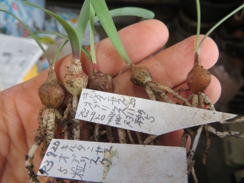 キルタンサス オブリクス Cyrtanthus obliquus 2021年8月９月、自家採取種子実生苗、植え替え前２号（６ｃｍ）ポット。抜いて土を落とすとこんな姿。10ヶ月経過姿。3度目の植え替えしました。2022.07.14