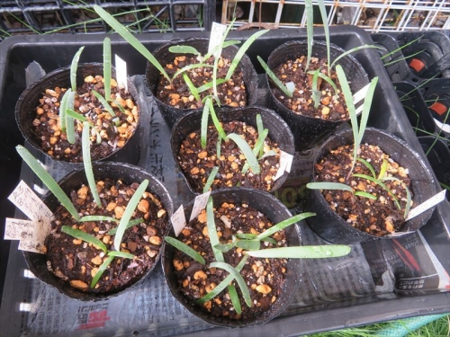 キルタンサス オブリクス Cyrtanthus obliquus 2021年8月９月、自家採取種子実生苗、植え替え前２号（６ｃｍ）ポット。抜いて土を落とすとこんな姿。10ヶ月経過姿。３号（９ｃｍ）ポットに新しい用土で3度目の植え替2022.07.14