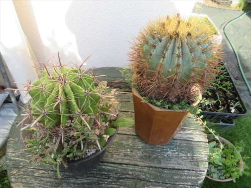 フェロカクタス 巨鷲玉　Ferocactus horridus (左）、フェロカクタス 王冠竜 Ferocactus　glaucescens（右）雑草抜きついでに植え替えします。2022.07.20