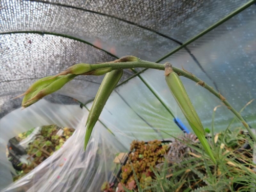 プヤ　ミラビリス　Puya mirabilis ボリビア アルゼンチン原産。花芽が膨らみ動いてきました。2022.08.05