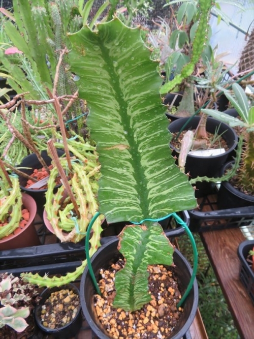 ユーフォルビア グランディアラータ　Euphorbia grandialata アフリカ南東部原産、一瞬クジャクサボテンかしらと思う立体感の無いペラペラ葉でビックリです♪2022.08.05