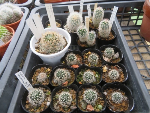 エキノプシス スキエリアーナ Echinopsis schieliana var. longispina 原産地：ボリビア南米、前Loｂiva属　子を分け植え替えしたのが今年５月です。2022.08.06