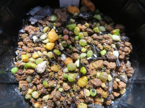 アリオカルプス 岩牡丹系、玉牡丹系、亀甲牡丹系交雑種から今年採取した種子実生(2022.07.23）しました。発芽が始まっています。2022.08.10